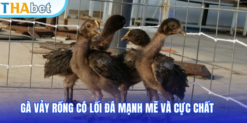 Gà vảy rồng là dòng quý hiếm với sức bền cùng lối đá mạnh mẽ và cực chất