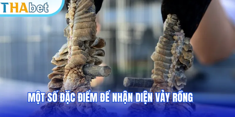 Một số đặc điểm để nhận diện vảy rồng